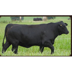 ANAMELIA FIV Q094