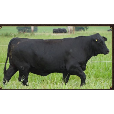 ANAMELIA FIV Q094