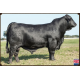 ANAMELIA FIV Q094