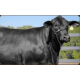 VPJ DALIA FIV 1806