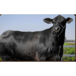 VPJ RANCHO FIV 680