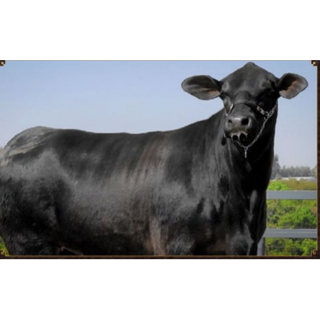 VPJ RANCHO FIV 680