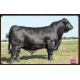 VPJ RANCHO FIV 680