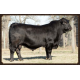 VPJ RANCHO FIV 680