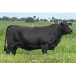 Anamélia FIV 092I
