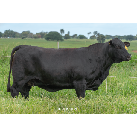 Anamélia FIV 092I