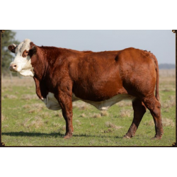 NOVA AURORA 38-FIV17847
