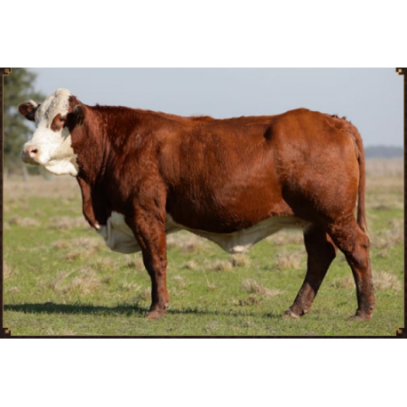 NOVA AURORA 38-FIV17847