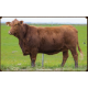 PRINCIPIO J155 PICANTE FIV