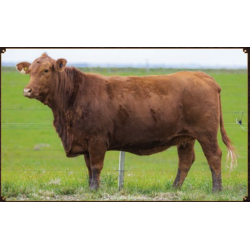 PRINCIPIO J155 PICANTE FIV