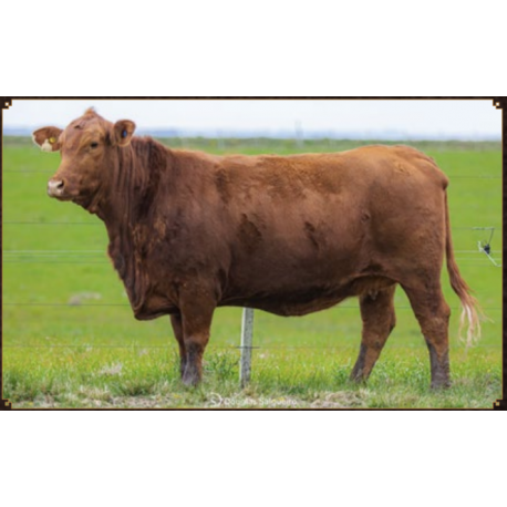 PRINCIPIO J155 PICANTE FIV