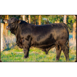 SAO BIBIANO BIBIANA 4376