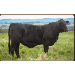 DA ROCHA FIV2930