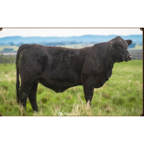 DA ROCHA FIV2930
