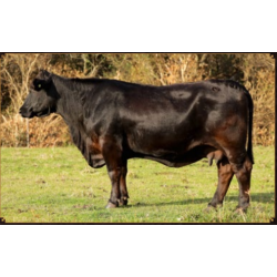JUQUIRY BLACK 8679LEAD