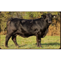 JUQUIRY BLACK 9099 MAHUIDA