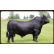 JUQUIRY BLACKFIV 8107 YACARE