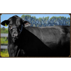BRANGUS 3G 14 FIV
