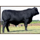 BRANGUS 3G 14 FIV