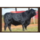 BRANGUS 3G 14 FIV