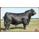 BRANGUS 3G 14 FIV