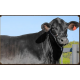 MS ARTE BRANGUS 029/13 FIV