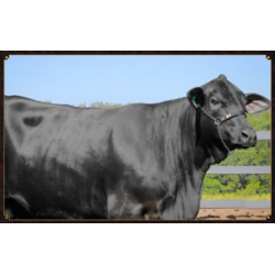CACHOEIRA DO CAMPO B004 MOLLY DOCTOR