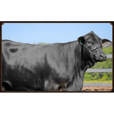 CACHOEIRA DO CAMPO B004 MOLLY DOCTOR